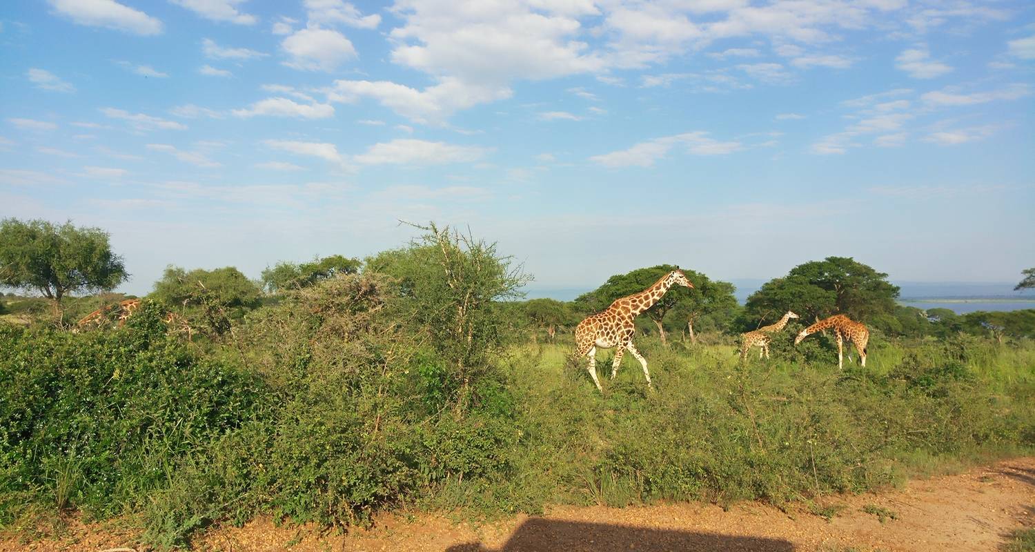 5-Day Kidepo Valley NP Wildlife Safari - Pamoja Tours and Travel 