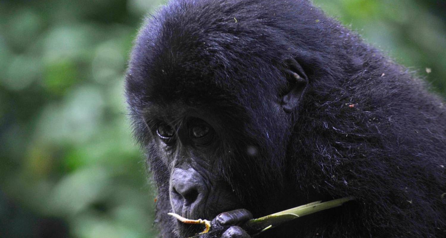 4 Days Uganda Gorilla Trekking, Chimps, Big 5 & Big Cats Safari - Devine African Safaris Ltd