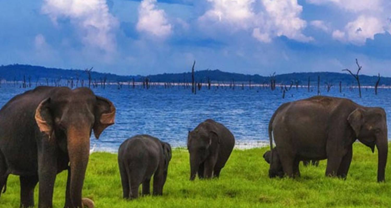 Sri Lanka in Express - Gratis upgrade naar een privé tour - Tour Blue
