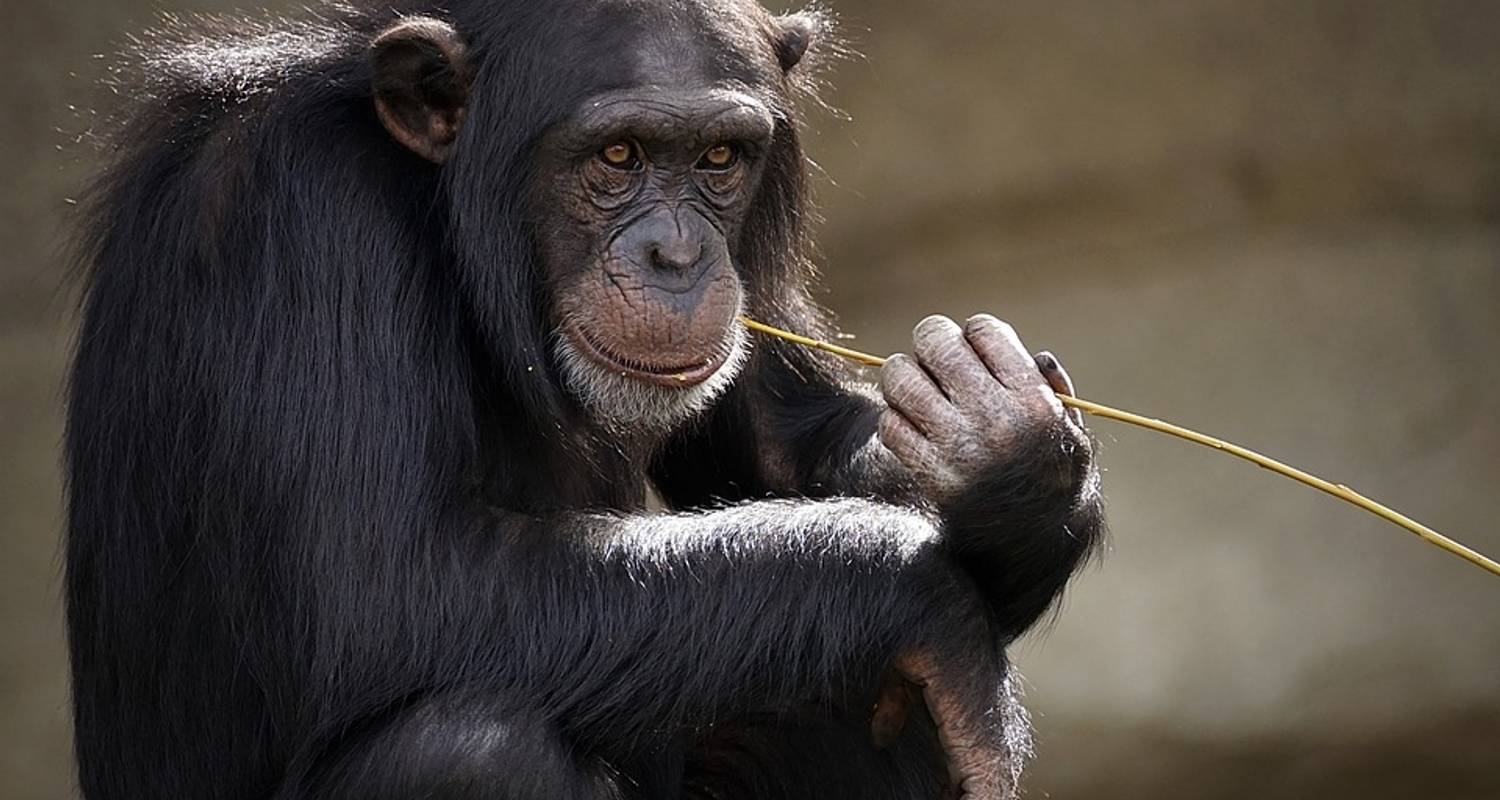 5 Days Rhinos, Murchison Falls Safari and Chimpanzee Trekking - Gorilla Link Tours