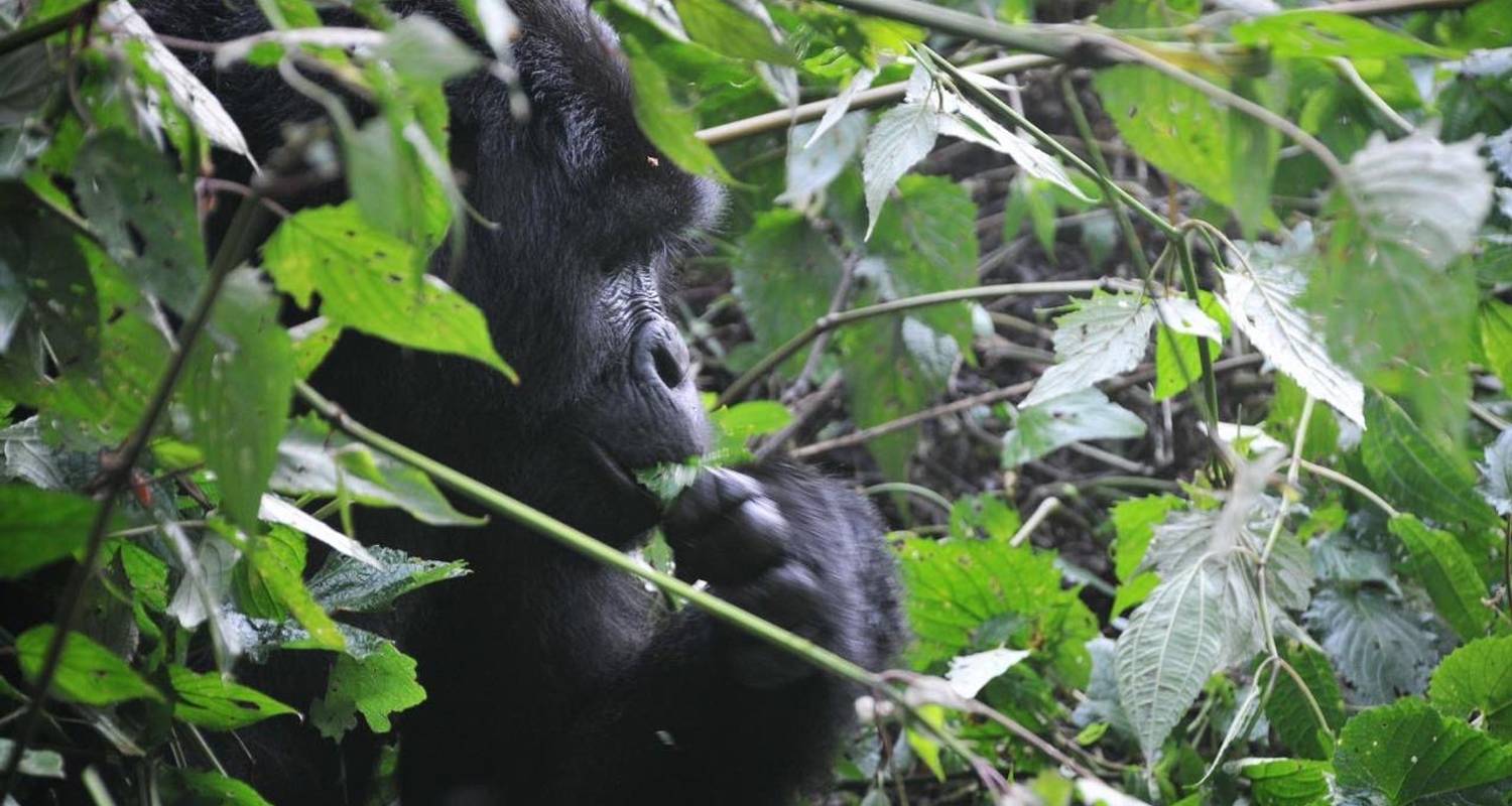 6 Days Uganda Gorillas, Chimps, Big 5 & Big Cats Tour - Devine African Safaris Ltd