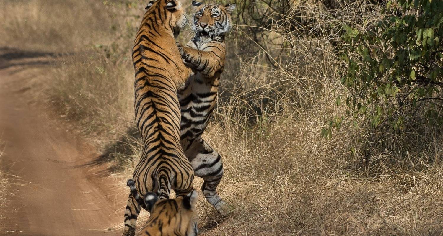 Circuit du Triangle d'Or avec Ranthambore avec hôtels 5 étoiles - Prime India Tour