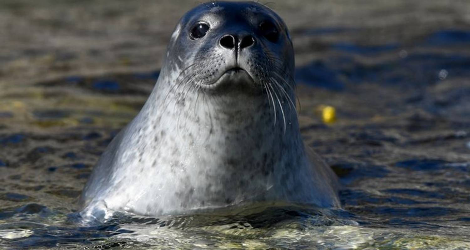 West Svalbard (11 Days)