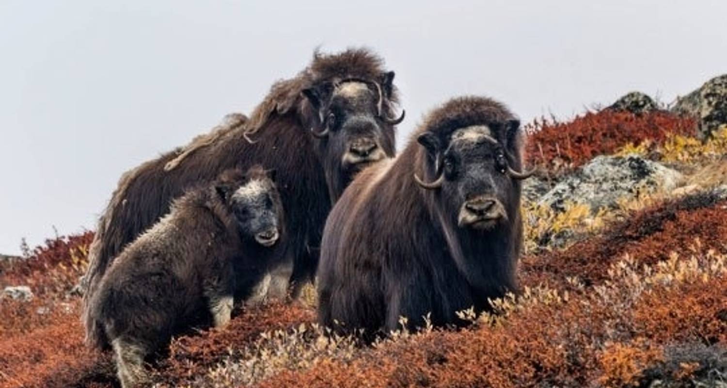 Arctic Sights and Northern Lights