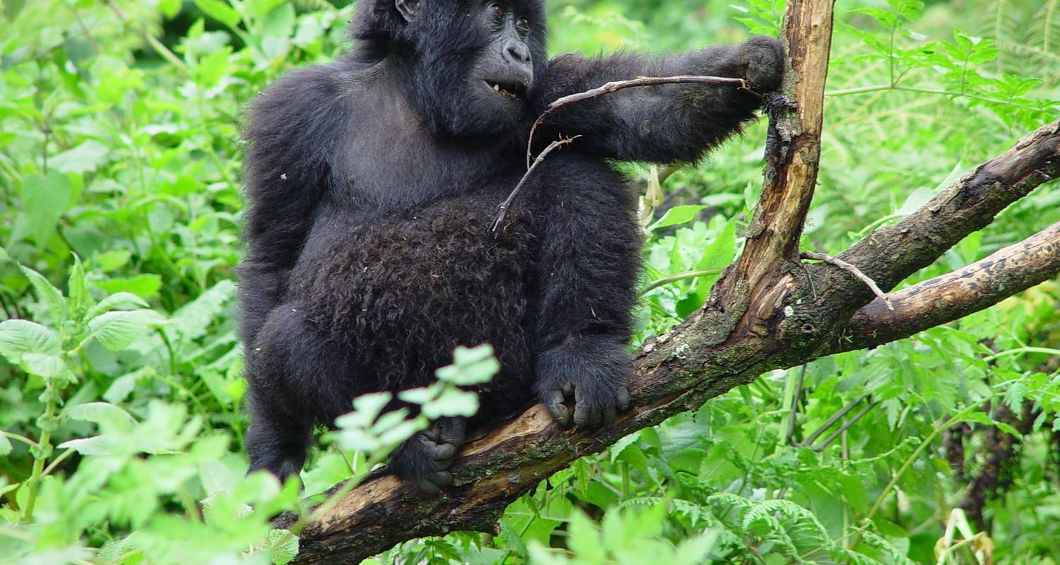 Pearl of Africa Jewel: Gorillas and Primates - Kawira Safaris Ltd