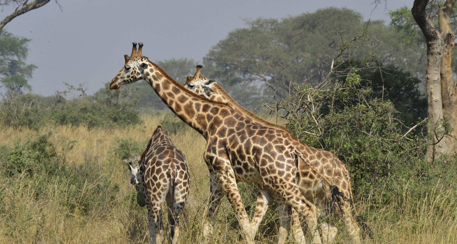 Uganda and Wildlife of 5 Days - Cheetah Safaris Africa