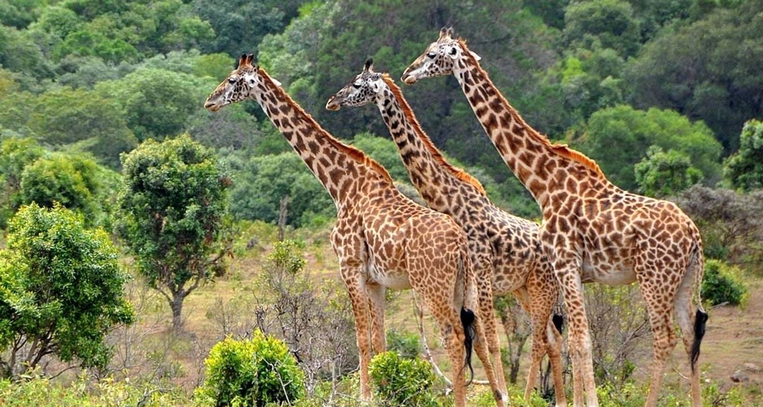 Safari Rondreizen in Tanzania