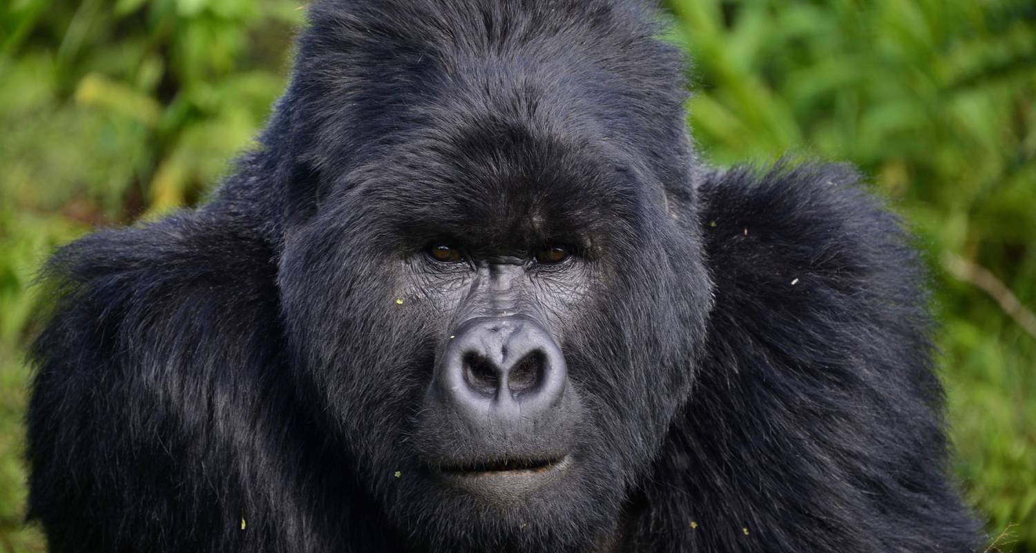 16 Days Best of Uganda and Gorillas - Cheetah Safaris Africa