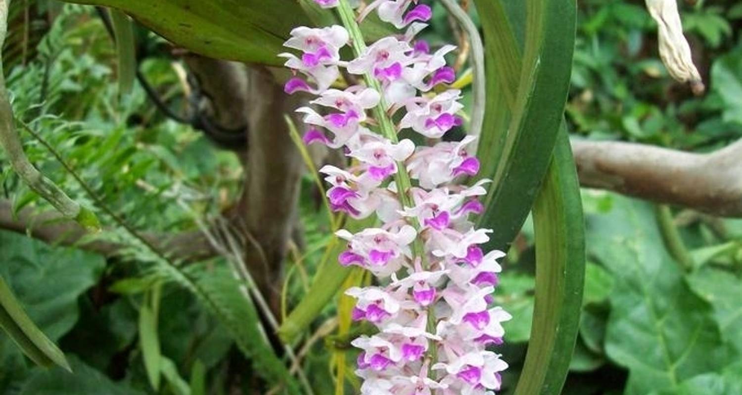 11-Daagse avontuurlijke rondreis door Noordoost-India: Wilde orchideeën Valleien Theetuinen en Besneeuwde Bergen van Guwahati naar Jorhat - IHCT Heritage & Adventure  Tours