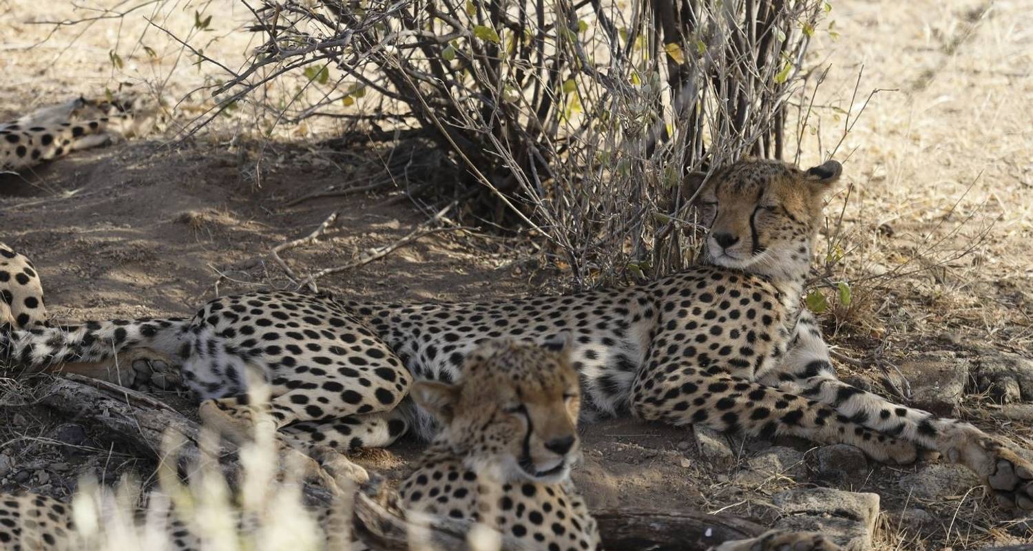 Kenia Safari 