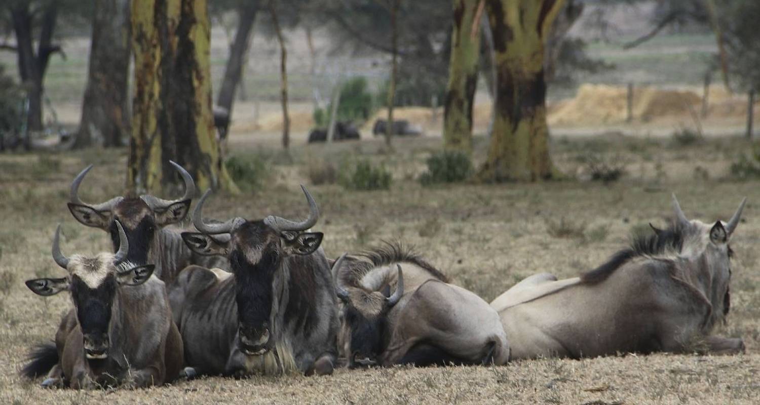 Circuits et voyages Faune – Réserve nationale du Masai Mara