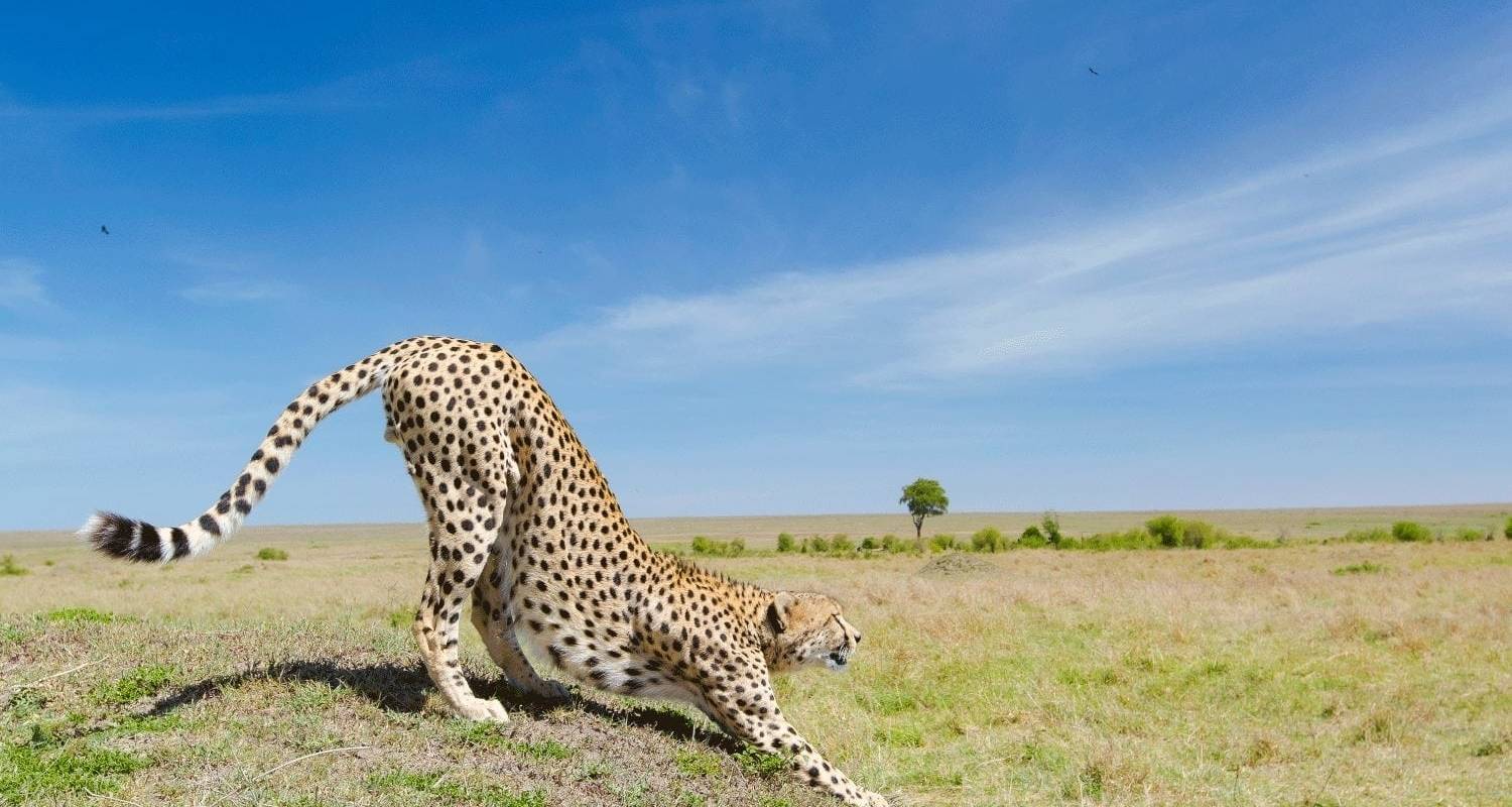 5 jours Join Group Luxury Safari Serengeti, Ngorongoro, Tarangire et Lake Manyara - Safari Serengeti Booking