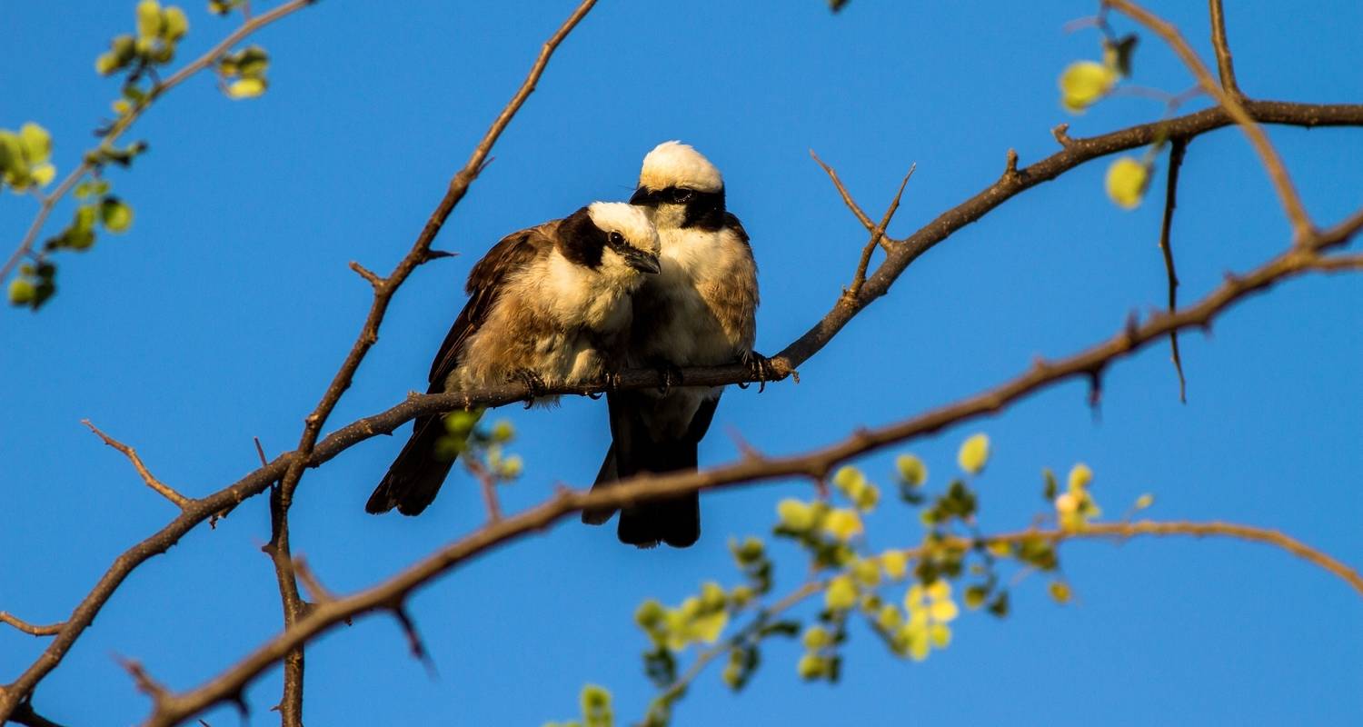 Excursion d'une journée au parc national de Tarangire - Safari Serengeti Booking