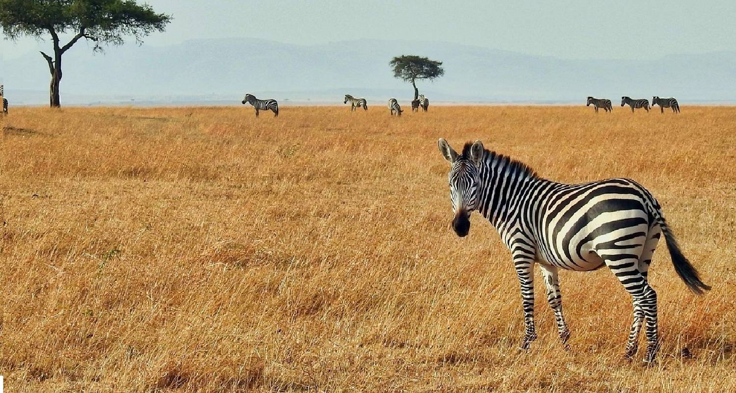 Privé Rondreizen in Kenia