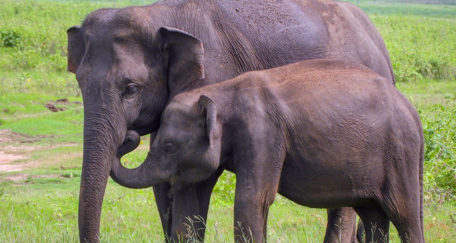 Itinéraire de 10 jours au Sri Lanka - Holiday Lanka Tours