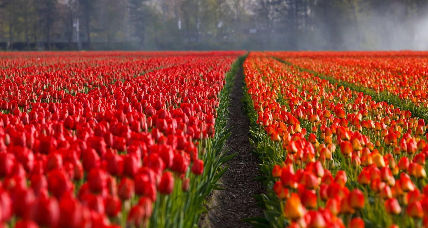 Tulip Time Cruise By Avalon Waterways With 4 Tour Reviews Code Waa Ny Tourradar