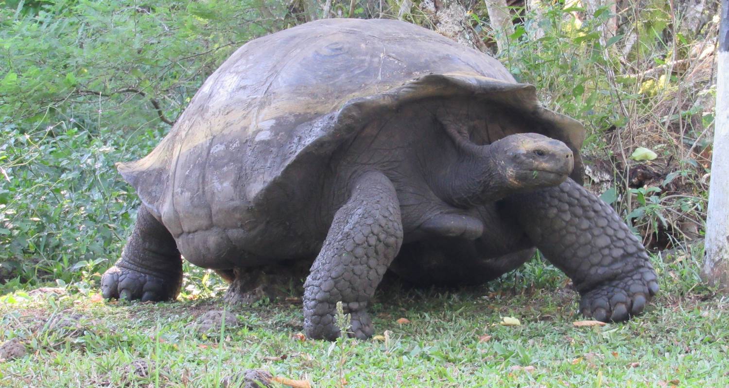 Plongée sous- marine aux Galápagos - 5 jours - Cami Adventures