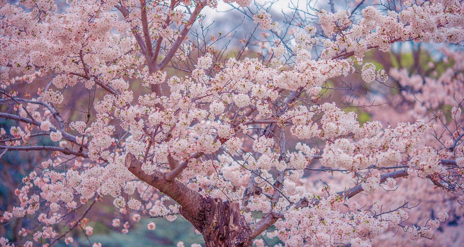Cherry Blossom Hunza Pakistan 2022 - Exploria