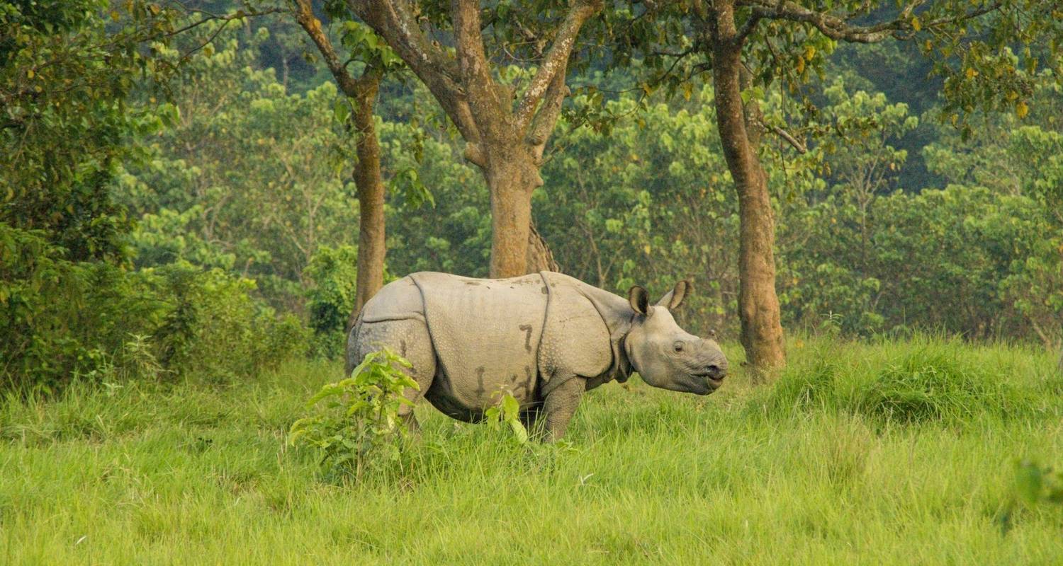 Jungle Safari Tour in Nepal by Icicles Adventure Treks & Tours (P.) Ltd ...