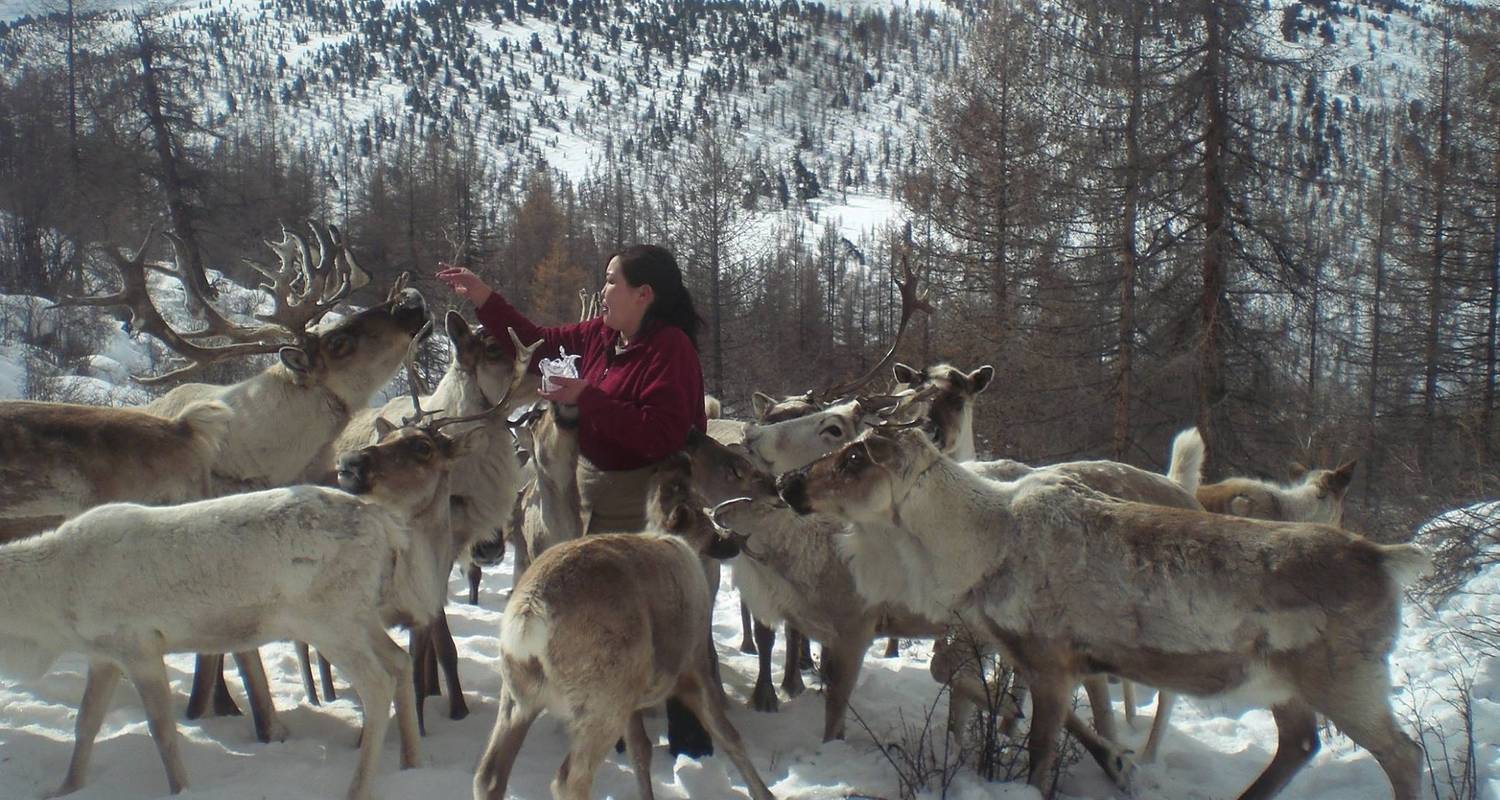 The Tsaatan Reindeer Herders in the snow 2022 - TTRMongolia
