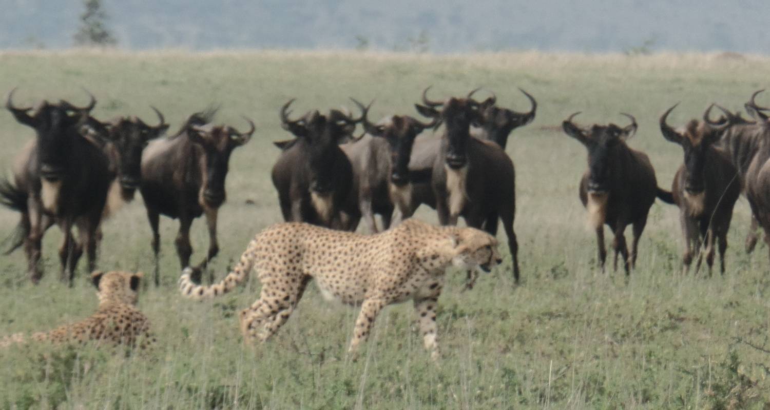 Manyara, Serengeti & Ngorongoro Luxus Abenteuerreise - 4 Tage - Muraa African Safaris