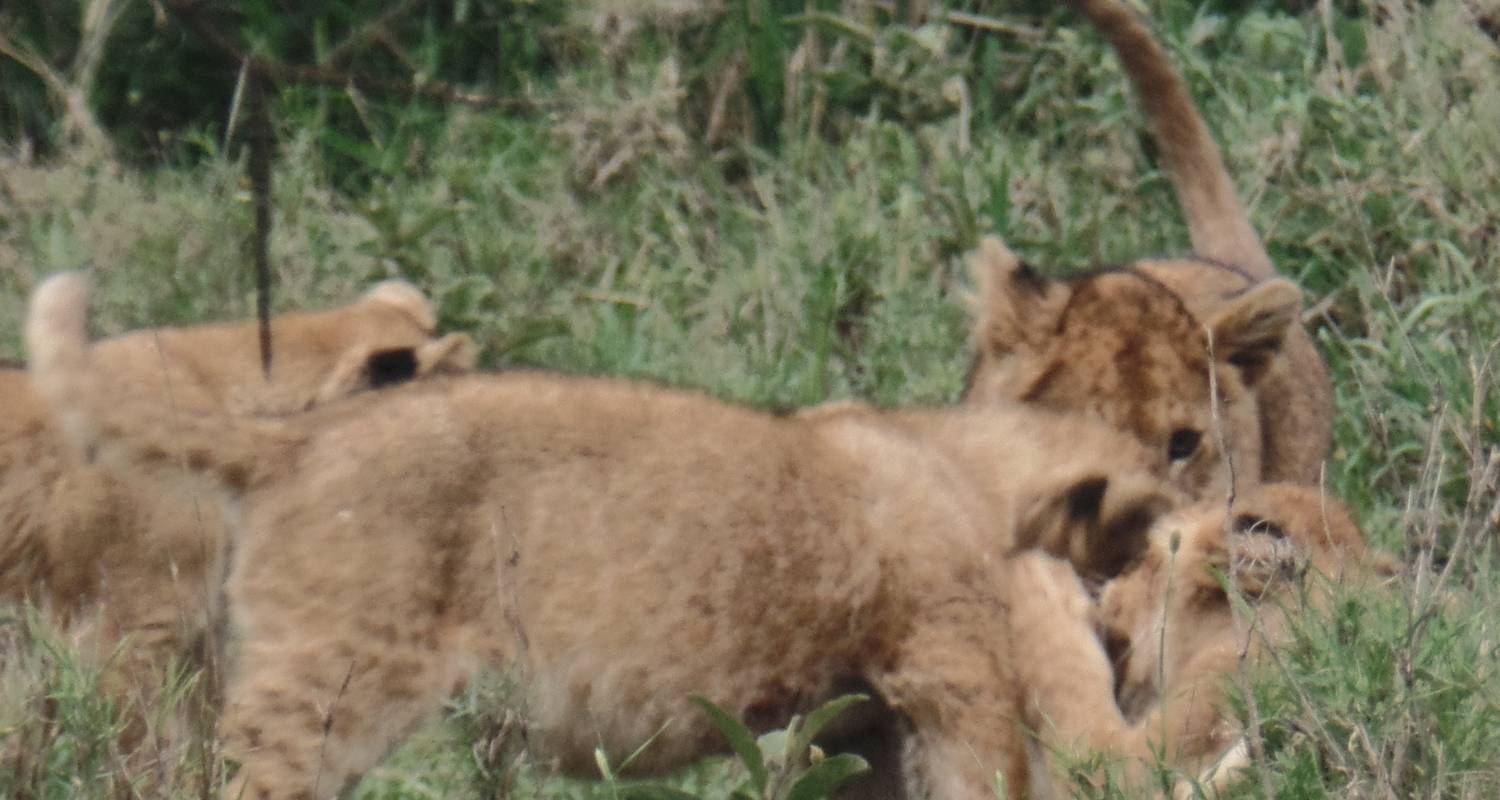 Albergue de 6 días en Manyara, Tarangire, Serengeti y Ngorongoro - Muraa African Safaris