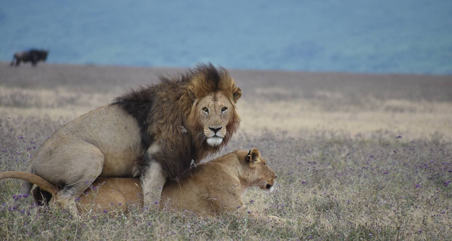 Safari de luxe de 7 jours en Tanzanie - Professional Safari Africa