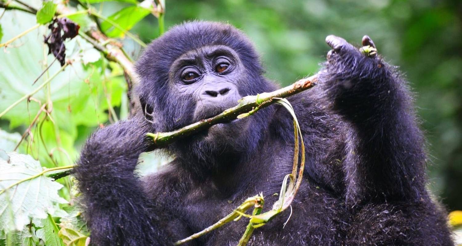 Circuit de 7 jours au Rwanda pour découvrir les gorilles, les Big 5, les grands félins et le lac Kivu - Devine African Safaris Ltd