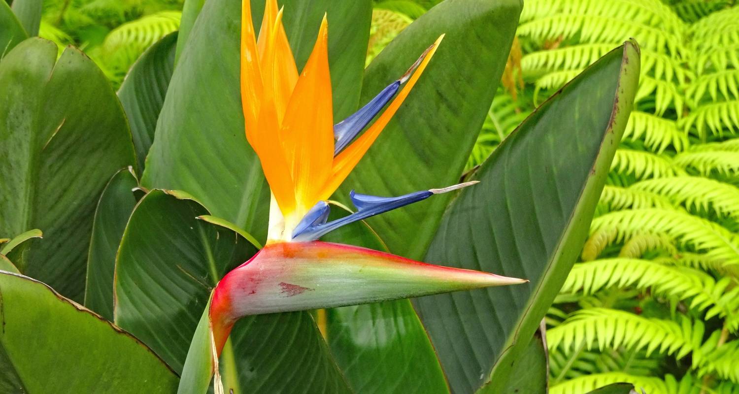 Madeira Rundfahrt – Natur, Genuss & Cannabis-Momente