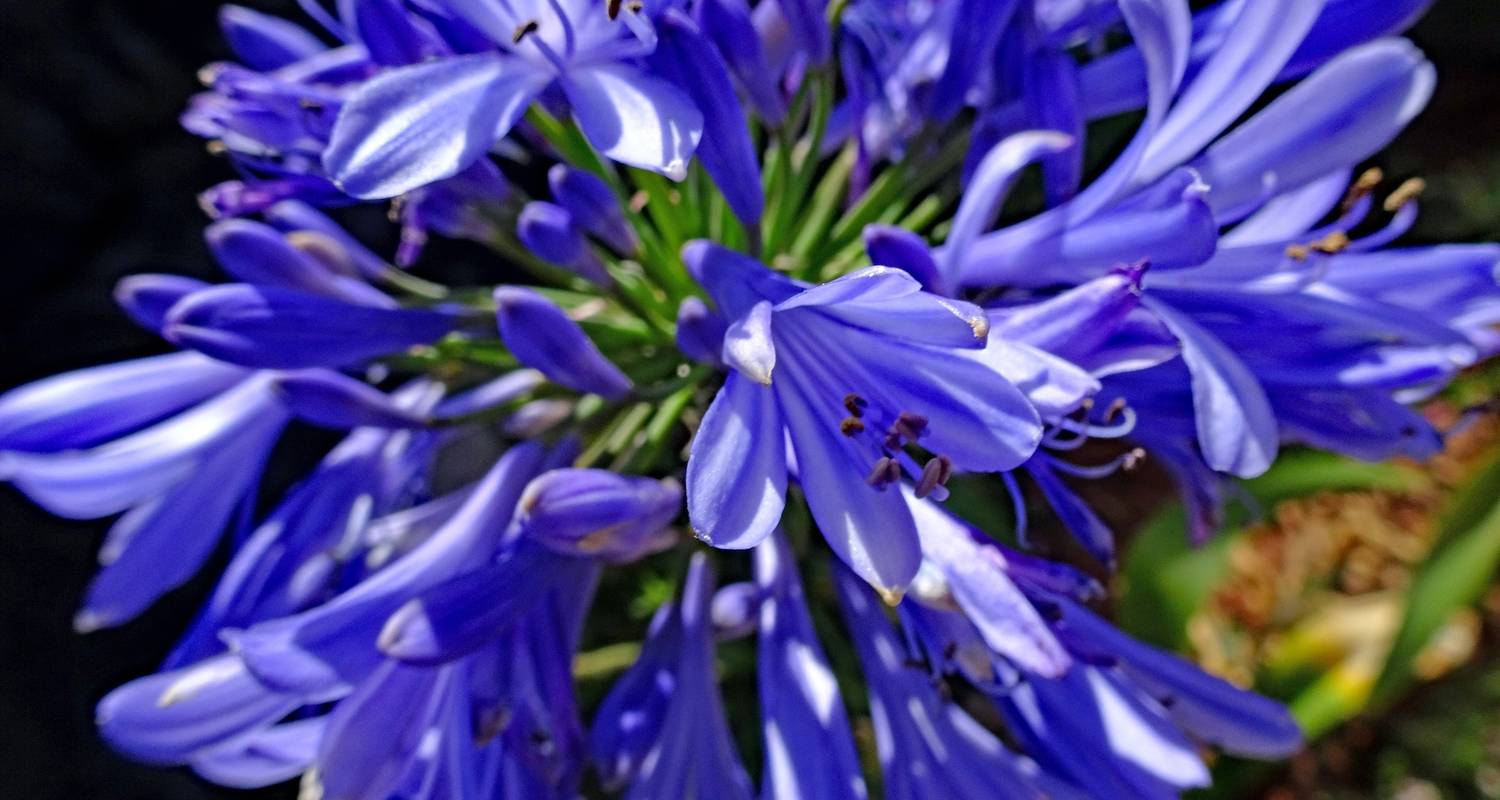 Cannabis & Gesetzeslage auf Madeira