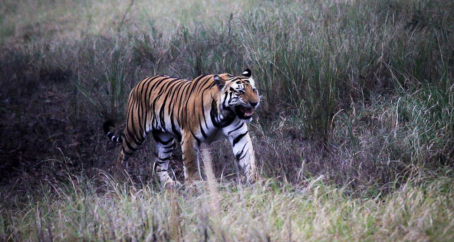 Indien Tierwelt Fotografie Rundreise Von Golden Triangle India Tours Tourradar