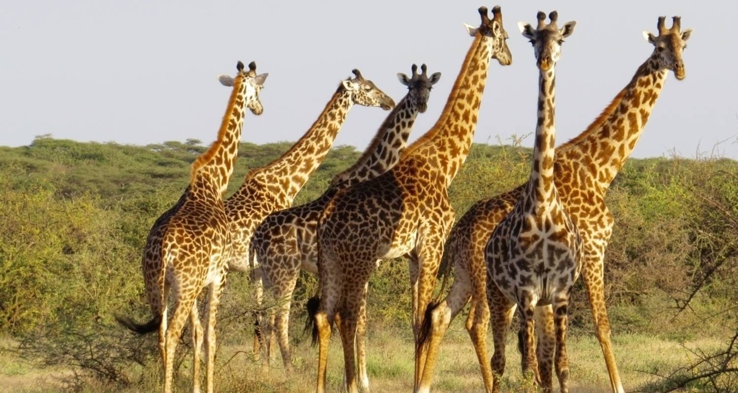 Arusha, Serengeti & Ngorongoro Krater - 4 Tage - Professional Safari Africa