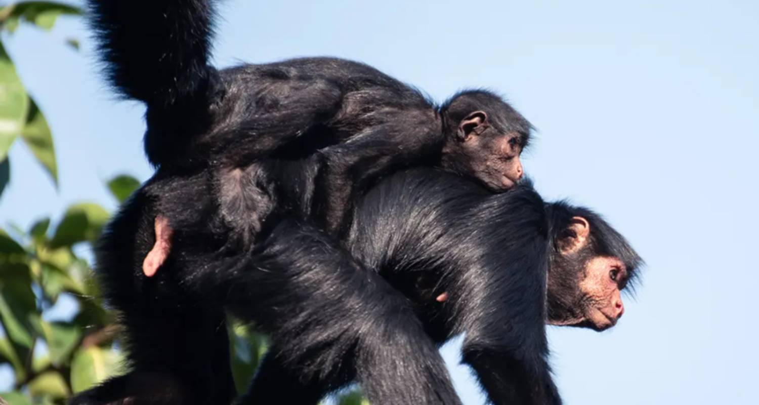 Peru Jewels - 10 Days (Lima - Cusco & Puerto Maldonado)