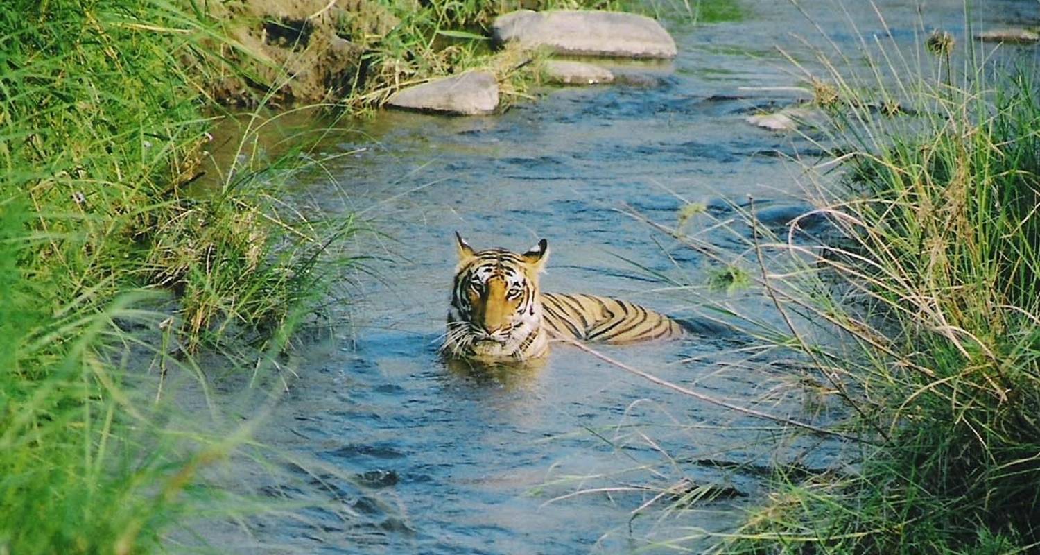 Jim Corbett Tour from Delhi - Golden Triangle India Tours