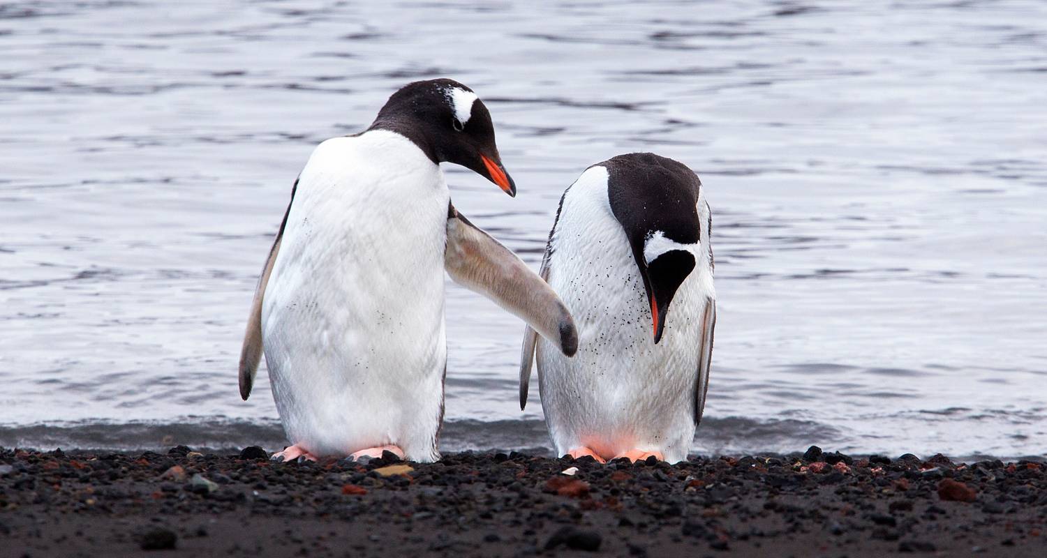 Südliche Shetlandinseln & Antarktische Halbinsel - Ocean Victory & Ocean Albatros Schiffe - Albatros Expeditions