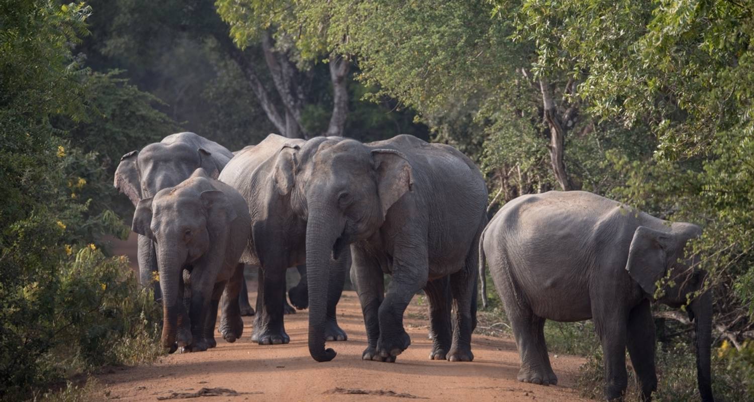 Odyssee door Sri Lanka: Van Colombo naar de wildernis van Yala - MTA Destination Management Company