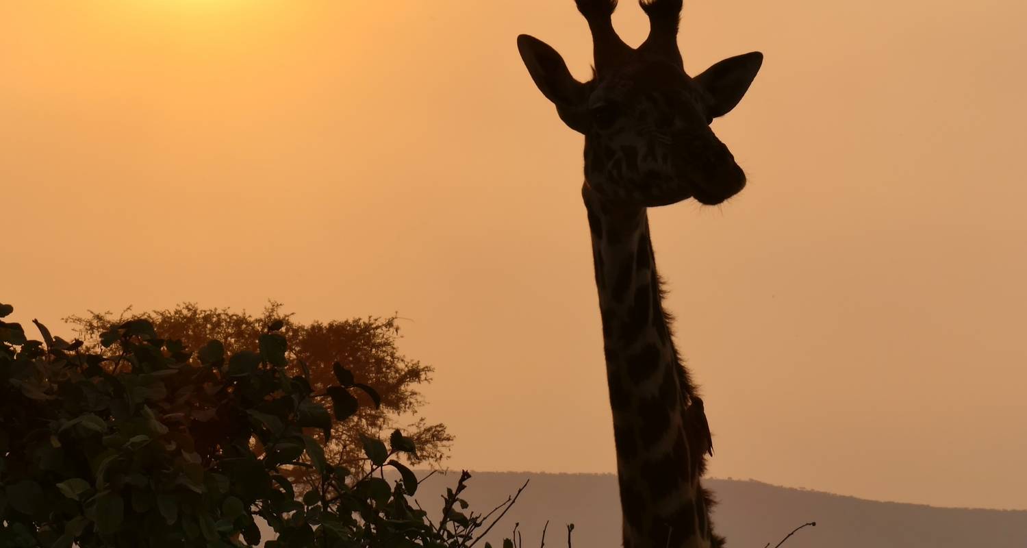 Safari privado de 7 días en los Parques del Norte de Tanzania - Safari Avventura