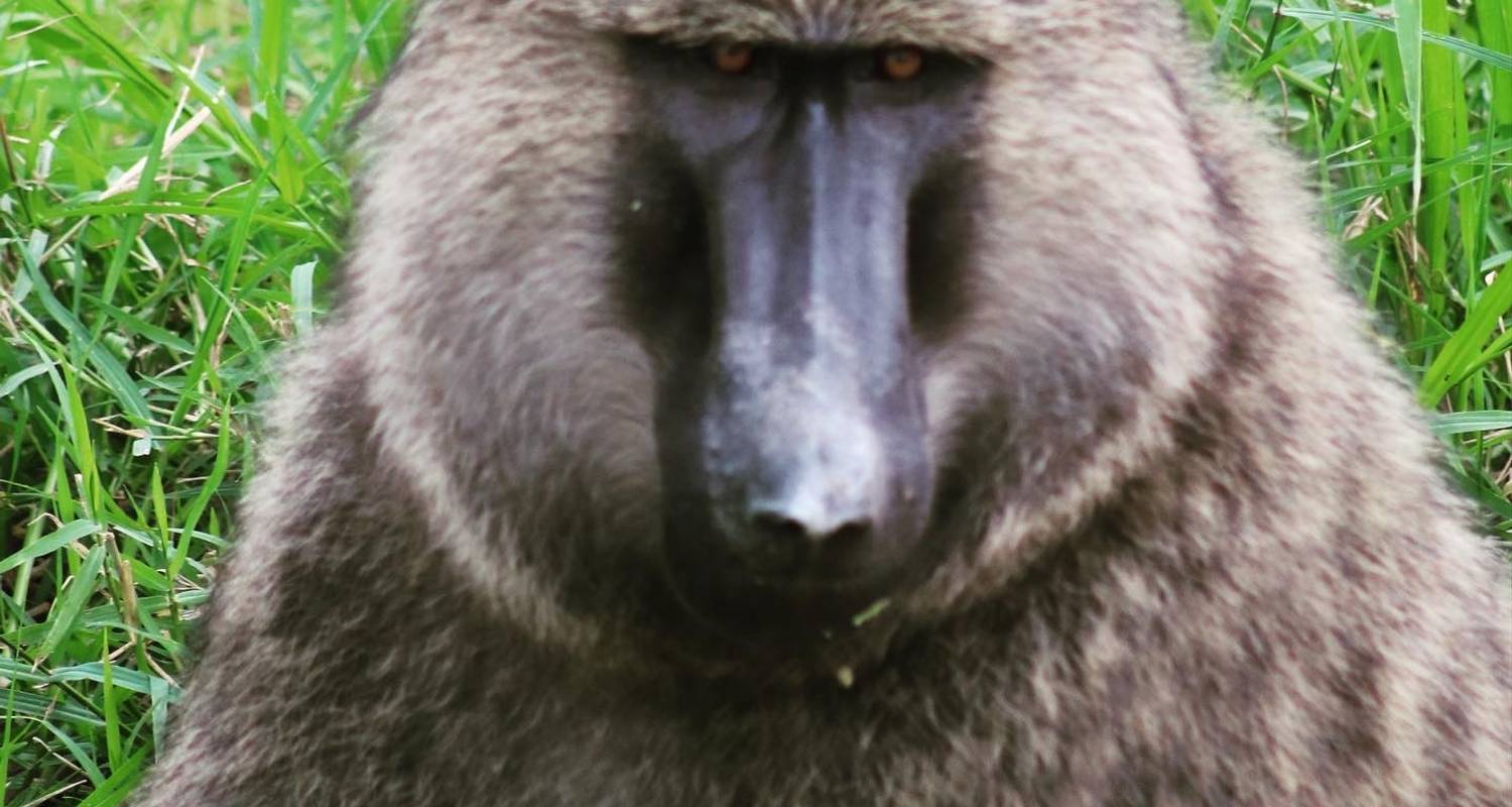 9 Day Gorillas, Murchison Falls, Lake Bunyonyi and Chimps - Bamboo Ecotours