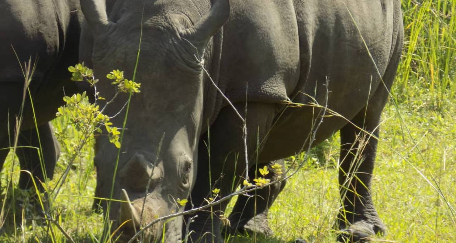 9 Days Rhinos, Gorilla, Wildlife and Chimps safari in Uganda - Buyaga Safaris