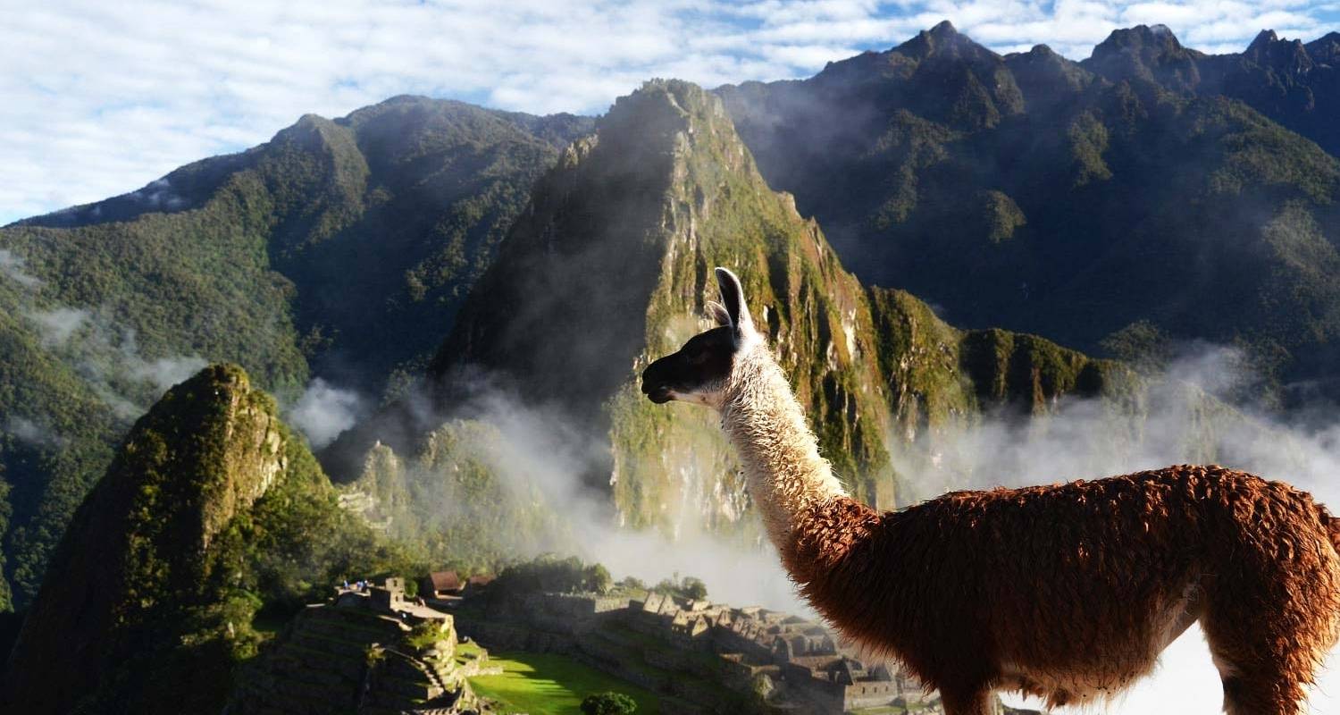 Machu Picchu Llama: The Inca Trail of the Sacred Llamas