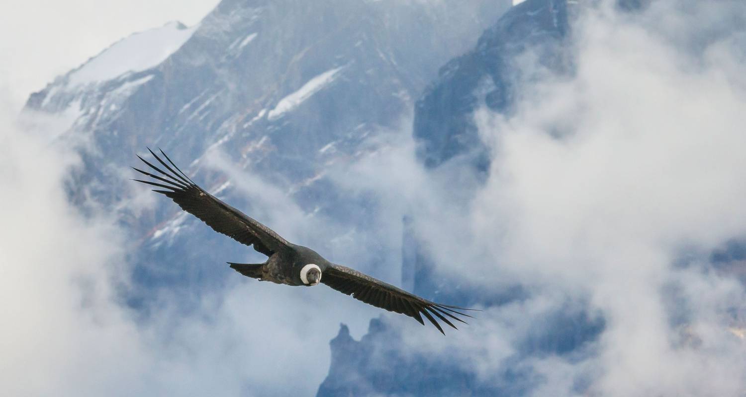 Vue du Condor dans le canyon de Chonta - Service privé - Inkayni Peru Tours