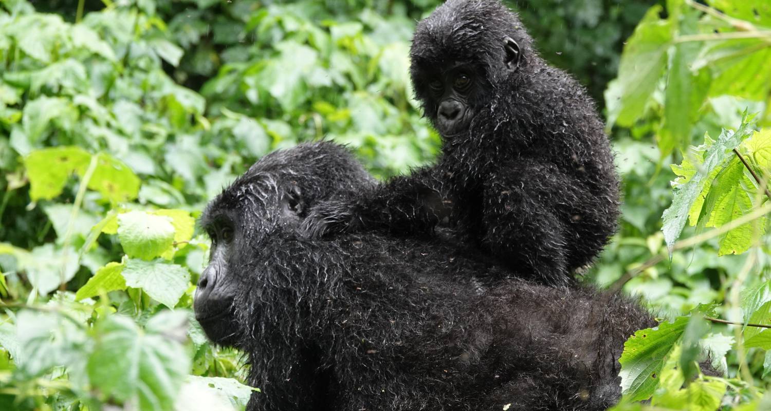 11 Days – Uganda's Total Primates and Encounter in the Wildest Places - PearlAfric Tours & Travel