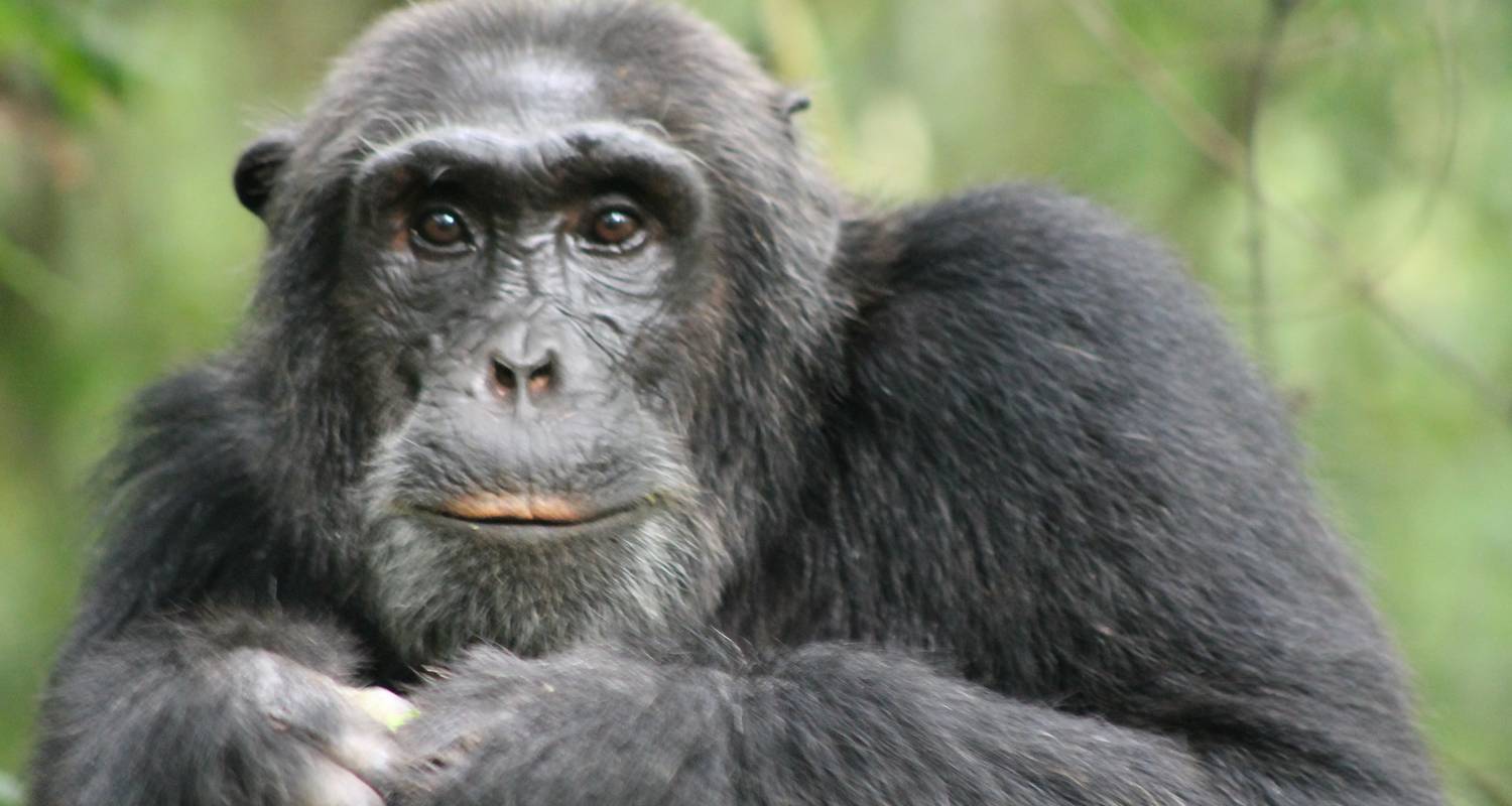 Chimp Tracking in Kibale - 3 Days - Ngoni Safaris Uganda