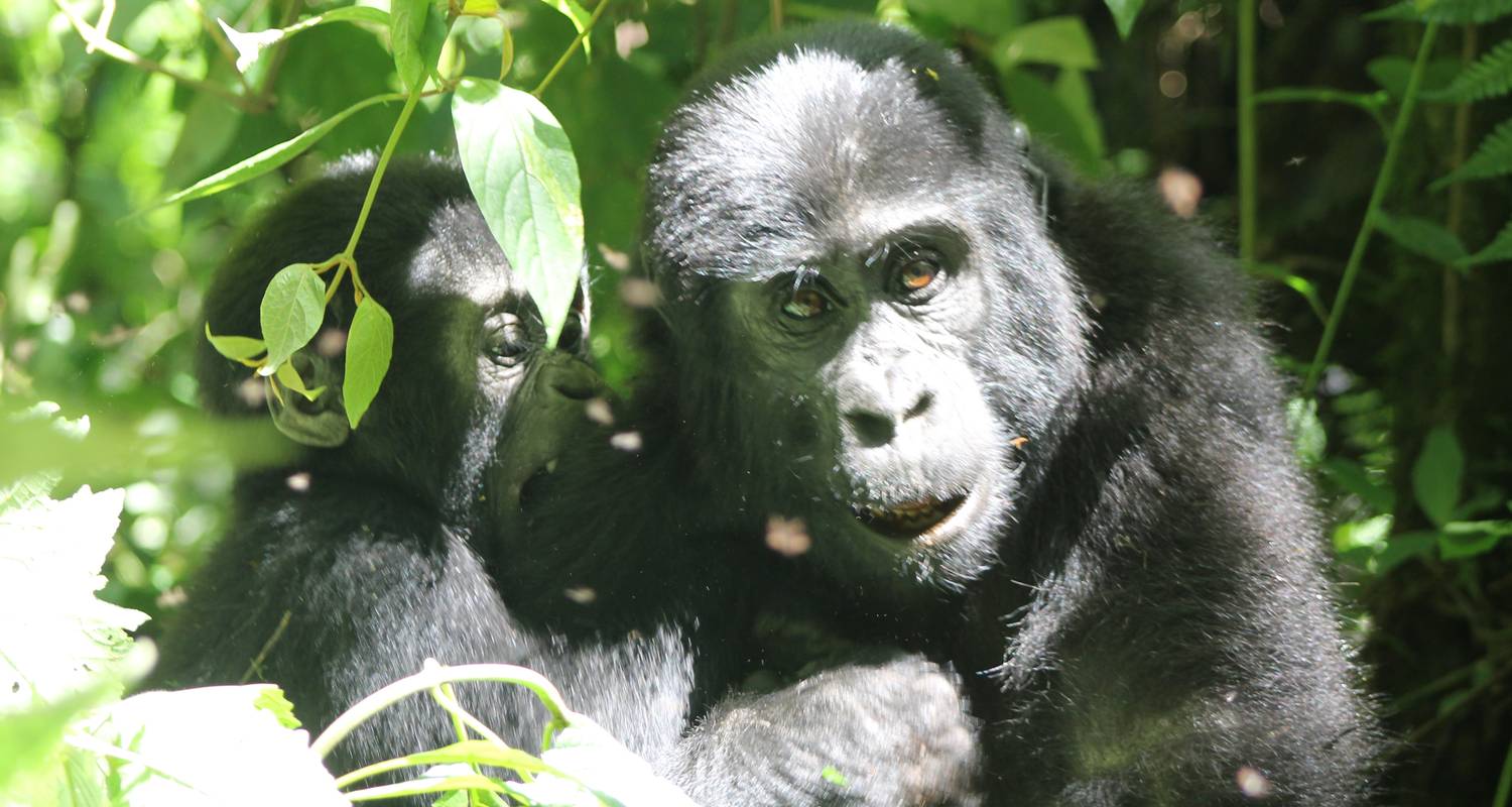 5-Day Water Rafting, Gorilla Tracking & Batwa Experience - Ngoni Safaris Uganda