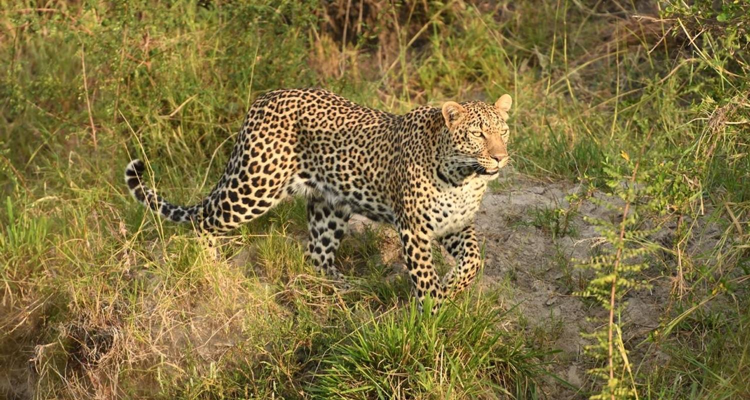 Safari classique dans le Masai Mara - Classic Journeys Africa Ltd