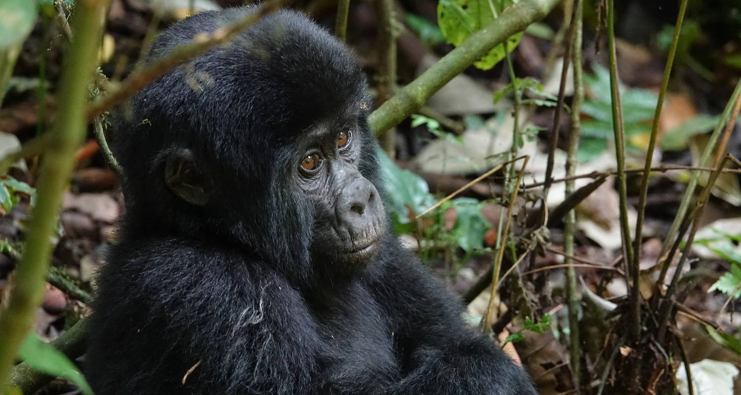 7 Days Gorilla and Queen Elizabeth Park Safari - Across Africa Tours & Travel