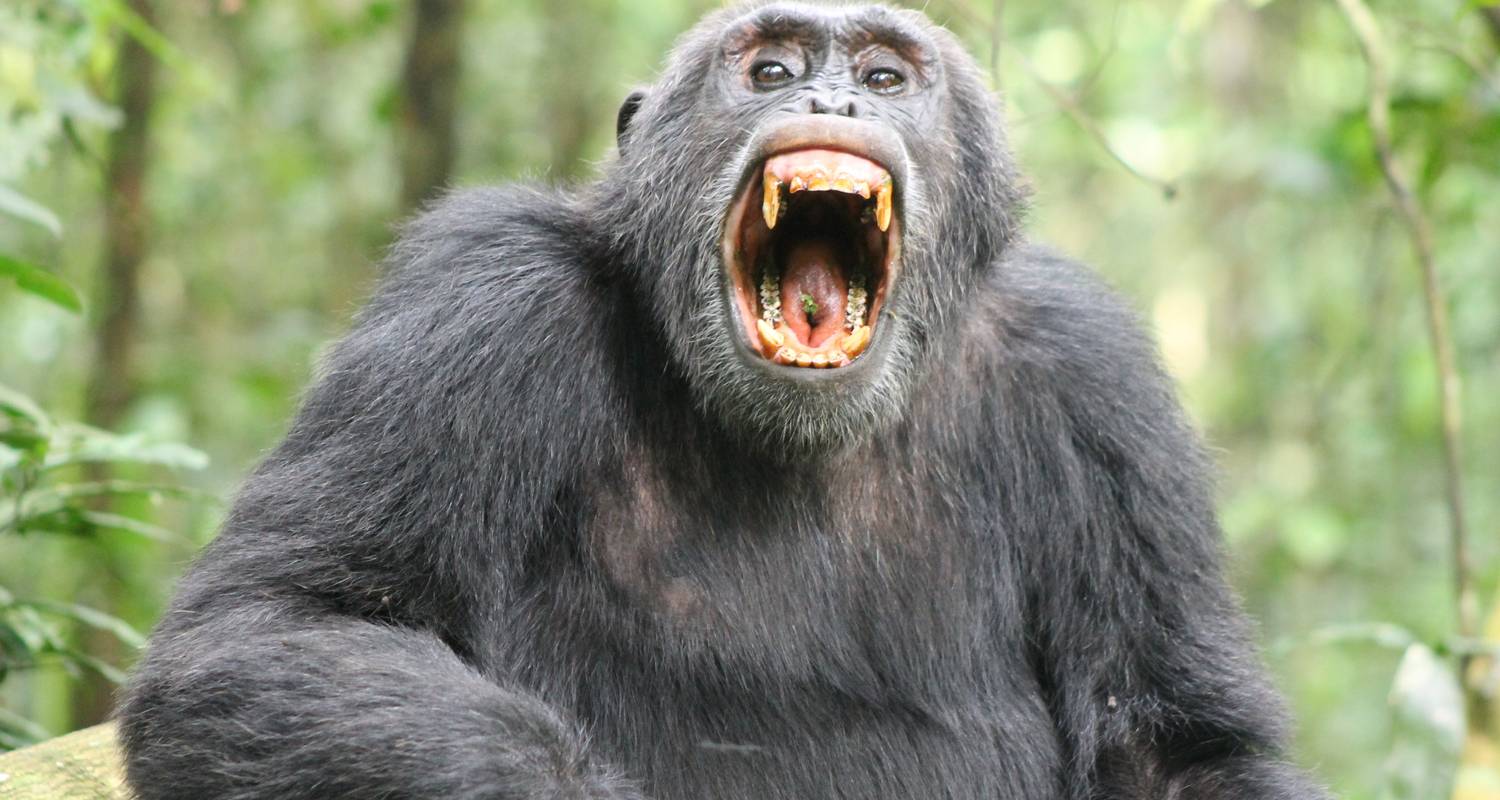 9-Day Chimps, Gorillas & Lions - Ngoni Safaris Uganda