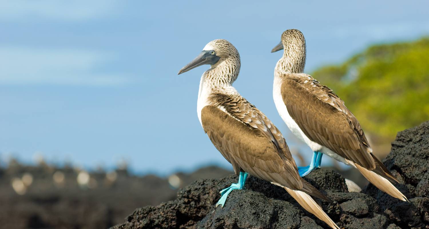 Galapagos Entdeckungsreise - 4 Tage - Via Natura Ecuador