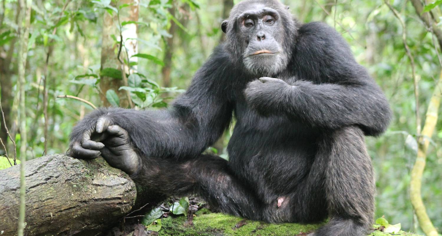 6 Day - Gorilla Trekking in Bwindi and Game drives in Queen Elizabeth National Park. - Ngoni Safaris Uganda