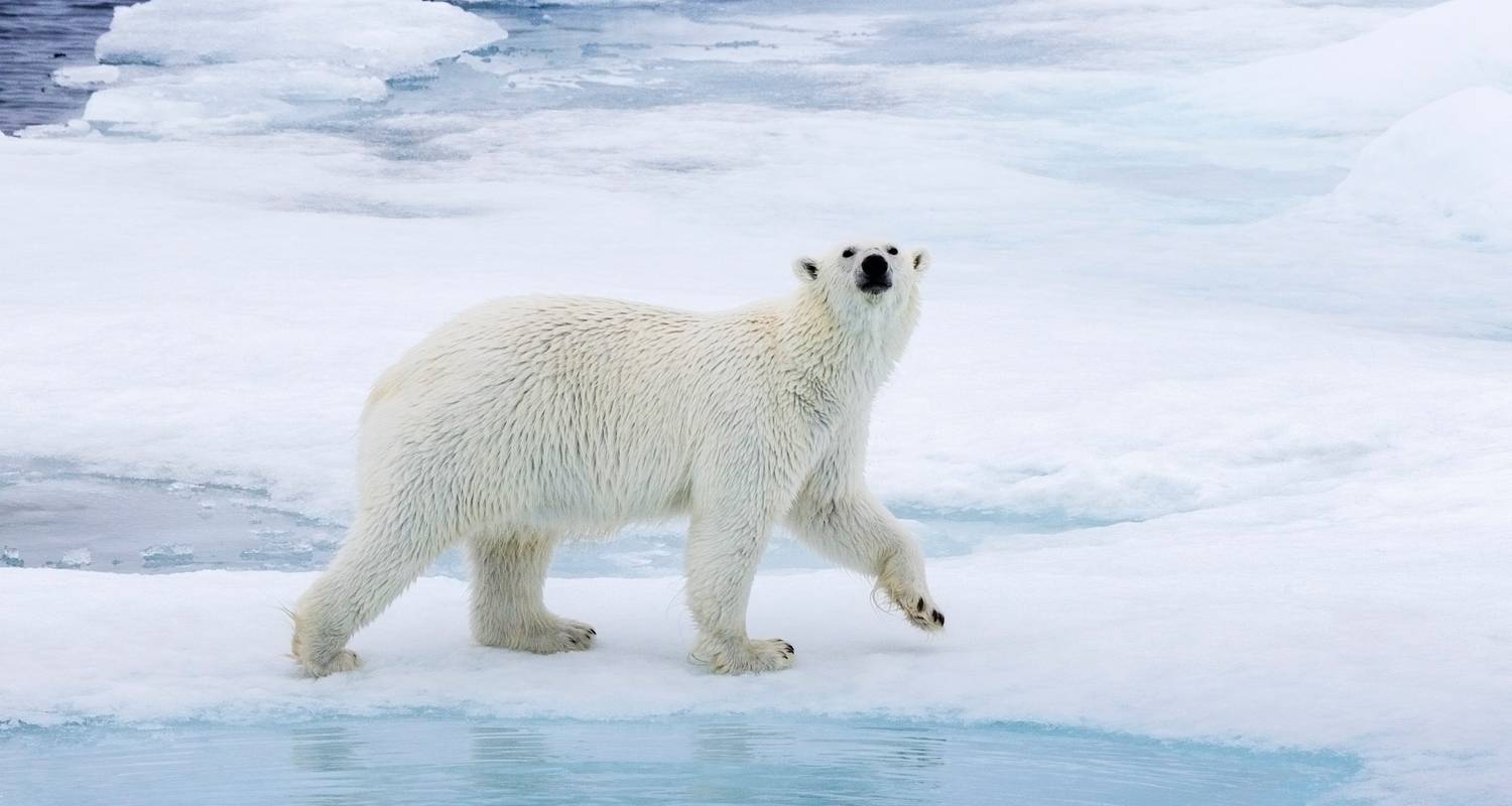 Svalbard - Letzter Halt vor dem Nordpol - Albatros Expeditions